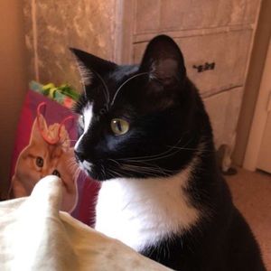 Meet your Posher, Sybil